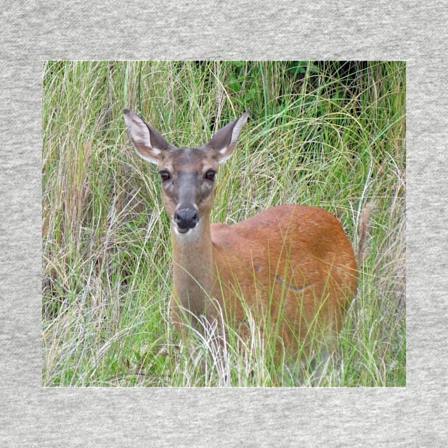 Beautiful Deer by Cynthia48